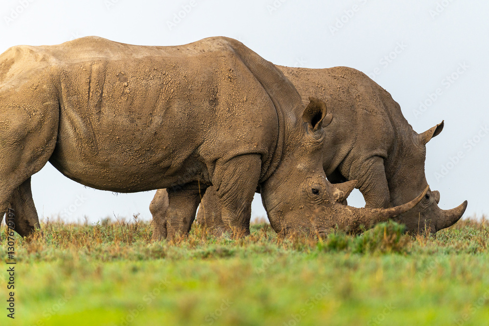 Southern White Rhinos walking and grazing on grass, Ol Pejeta Conservancy, Kenya. Southern White Rhinos walking and grazing on grass, Ol Pejeta Conservancy, Kenya.