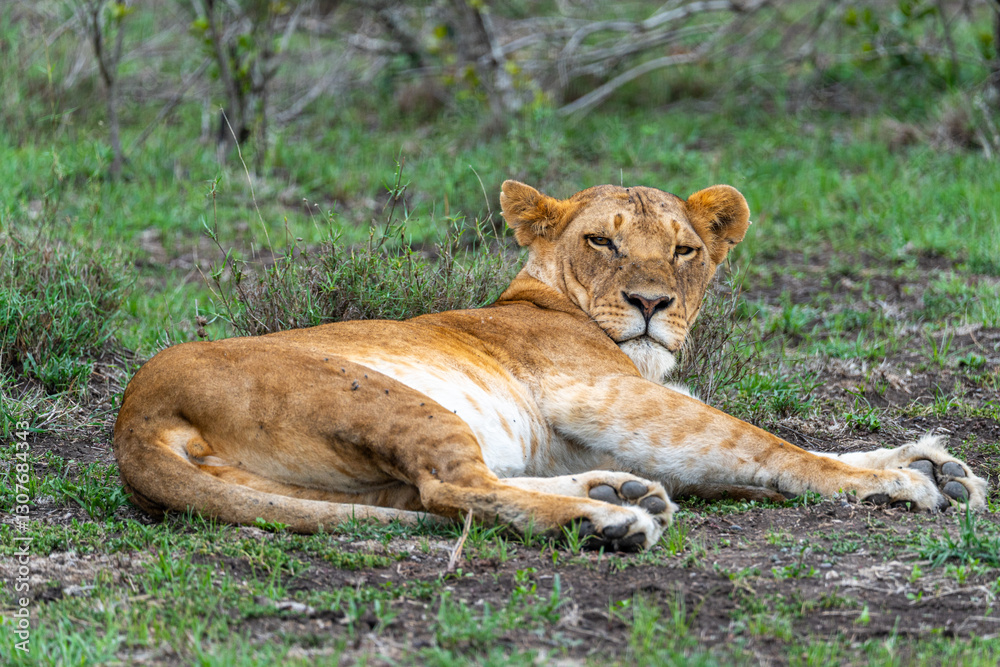 A female lioness lying on the grass, looking directly at the camera at Ol Pejeta Conservancy, Kenya. A female lioness lying on the grass, looking directly at the camera at Ol Pejeta Conservancy, Kenya.
