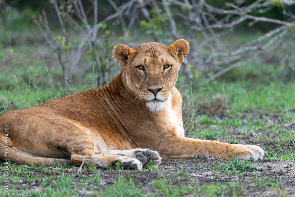Fototapeta premium A female lioness lying on the grass, looking directly at the camera at Ol Pejeta Conservancy, Kenya.