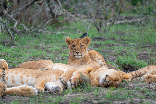 Photos A young lion cub lies among a sleeping pride of lions in the grasslands of Ol Pe