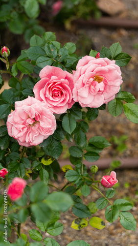 Three Pink Roses on a Bush with Buds and Green Leaves in a Garden