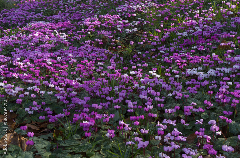 Pink, purple and white cyclamen in dappled light. Pink, purple and white cyclamen in dappled light.