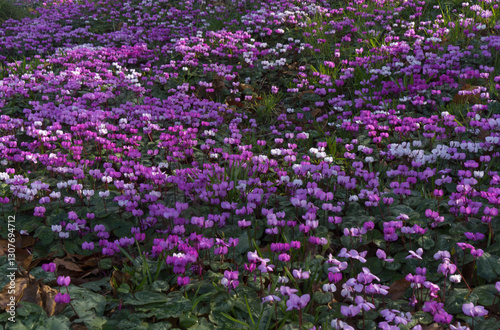 Pink, purple and white cyclamen in dappled light.