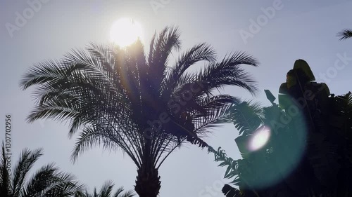 Dream of a tropical vacation,Beautiful View of Sun Flare through Palm leaves after rainy day