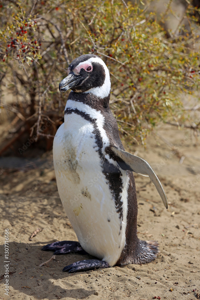 Obraz premium Imagen pingüino de Magallanes en el Parque Nacional Monte León, Patagonia, Argentina