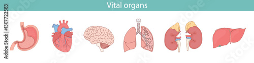 Set of hand drawn human organs
