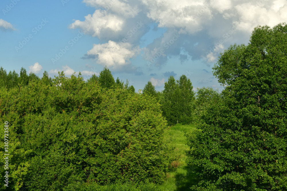 Beautiful summer nature of Russia with deciduous trees Beautiful summer nature of Russia with deciduous trees