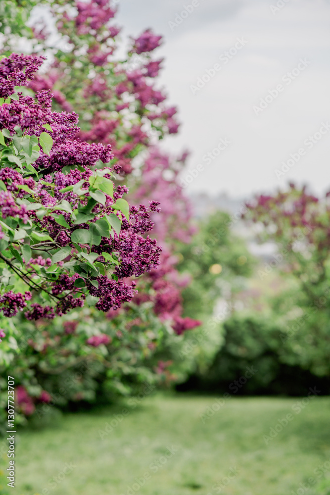 Fototapeta premium Branches of blooming lilac with vibrant purple blossoms against a blurred green background. A spring garden in natural light.