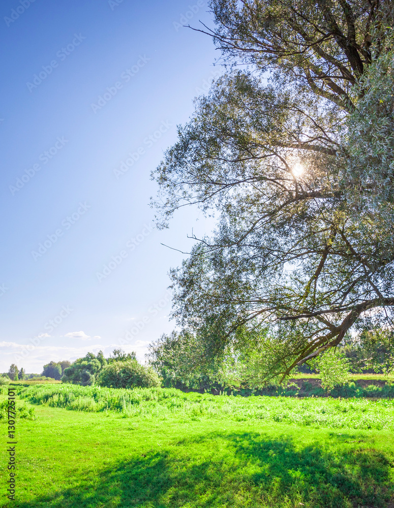 Obraz premium Tree casts a shadow on a green field