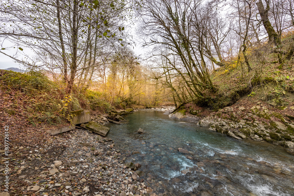 Stream of water flows through a forest with trees on either side Stream of water flows through a forest with trees on either side