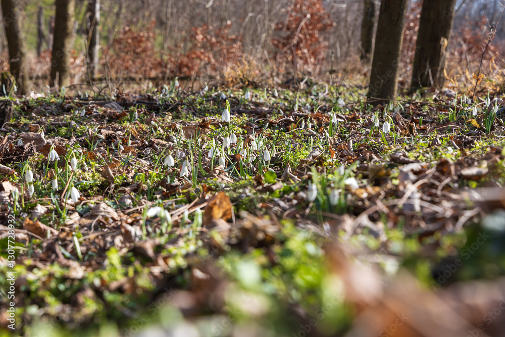 Spring white flower Snowdrop - Galanthus in wild forest Spring white flower Snowdrop - Galanthus in wild forest