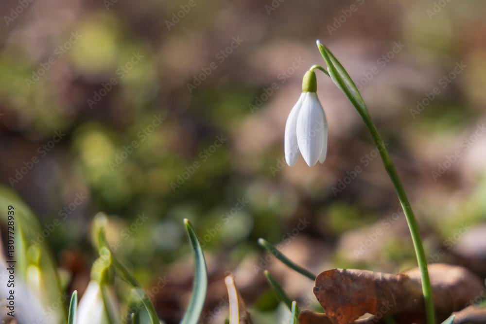 Spring white flower Snowdrop - Galanthus in wild forest Spring white flower Snowdrop - Galanthus in wild forest