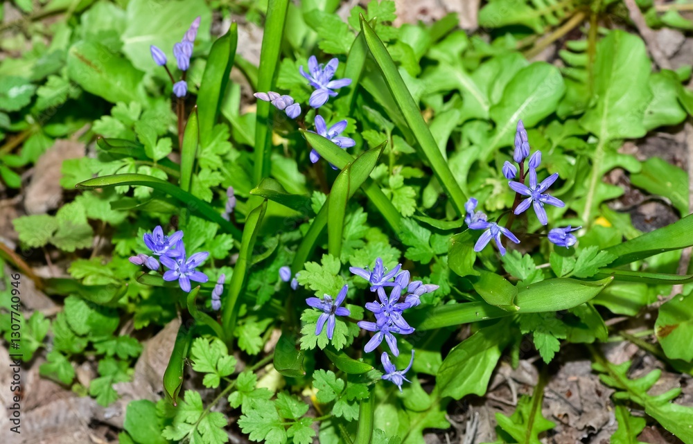 images of wild plants and flowers. forest hyacinth photos. images of wild plants and flowers. forest hyacinth photos.