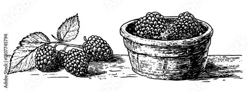 Engraved illustration of a pot filled with raspberries showcasing the beauty of nature's bounty