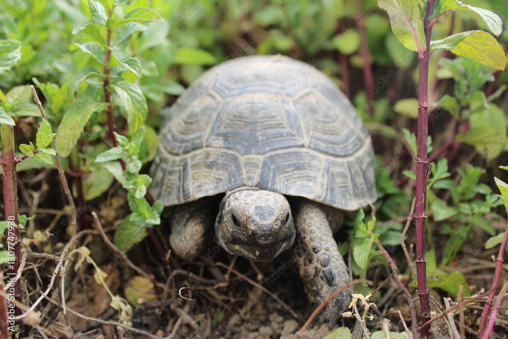 Three-leg Turtle Having Lunch In The Garden Three-leg Turtle Having Lunch In The Garden