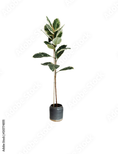 A Fiddle leaf Fig, likely a variety with a whitecream and green variegation, is centered in the image