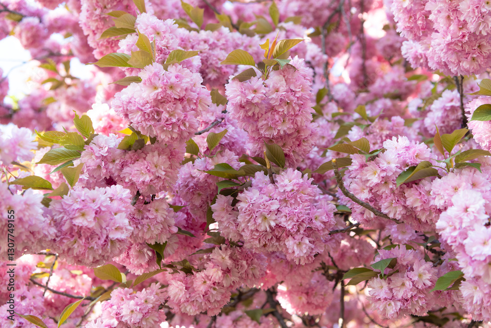 pink japanese cherry flower on blooming spring tree. pink flower pink japanese cherry flower on blooming spring tree. pink flower