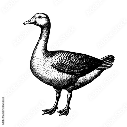 Engraved illustration of a graceful duck standing elegantly on a serene lakeside during a gentle morning light