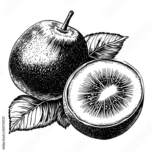 Engraved illustration of kiwi and apple with intricate details showcasing their natural beauty