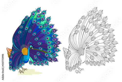 Illustration of peacock. Colorful and black and white page for coloring book. Printable worksheet for children. Drawing for encyclopedia. Hand drawn flat vector. Animals for kids.