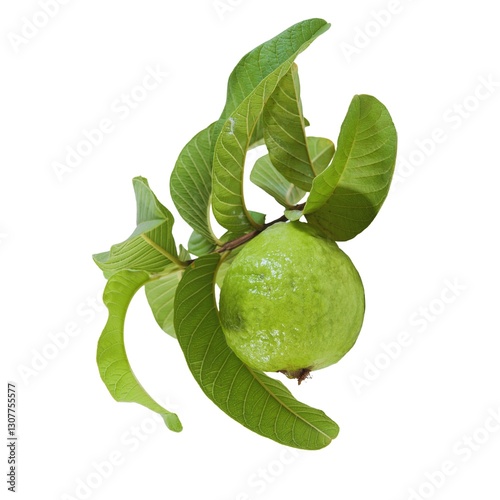 Guava fruit with leaves attached to a branch against a plain white background