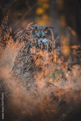 Eurasian eagle-owl (Bubo Bubo) in forest by autumn sunset. Eurasian eagle owl sitting on ground. Owl portrait.