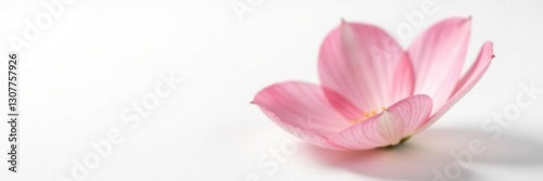 Wallpaper Mural A delicate flower petal isolated against a crisp white backdrop highlighting its softness, soft, Torontodigital.ca