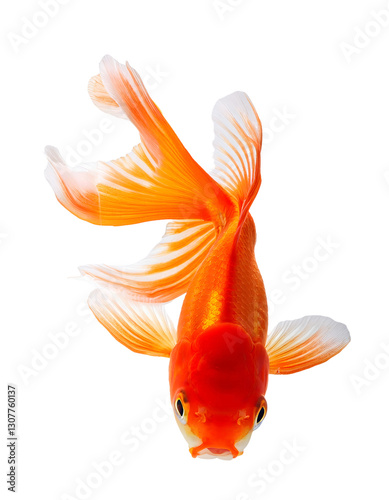 Orange Goldfish fish swimming