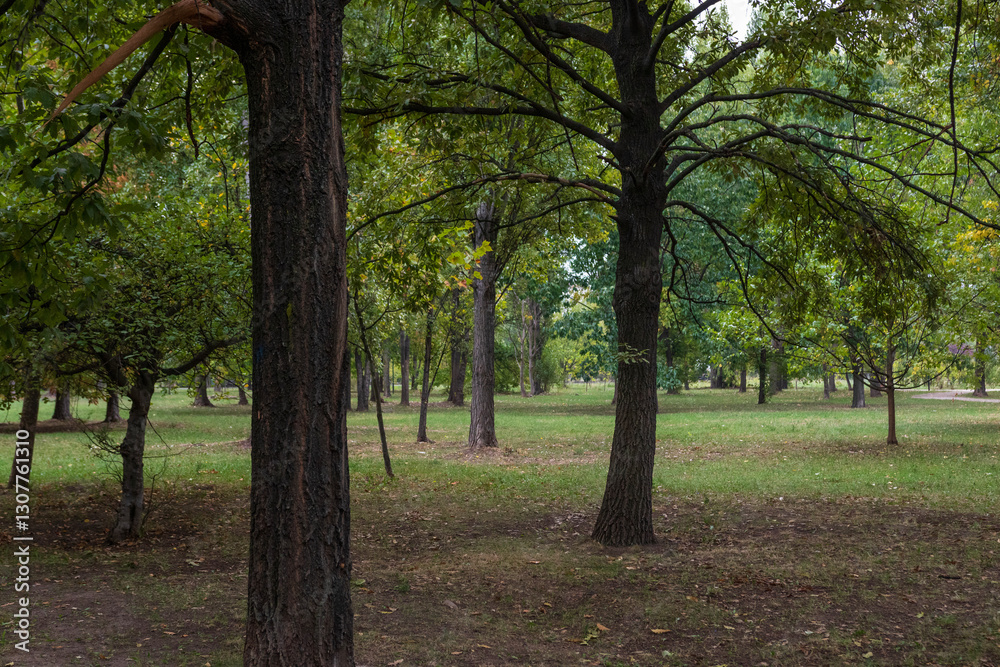 Obraz premium Green landscape near the lake in Cismigiu Garden (Gradina Cismigiu)