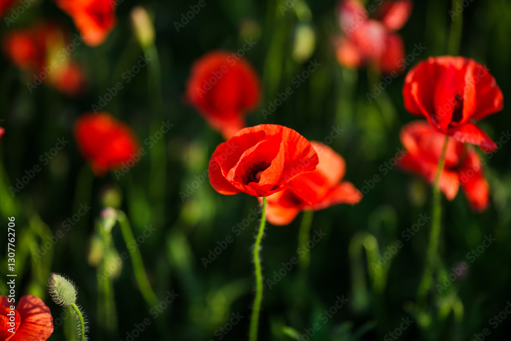 Close-up of a red poppy against green background in an open field Close-up of a red poppy against green background in an open field