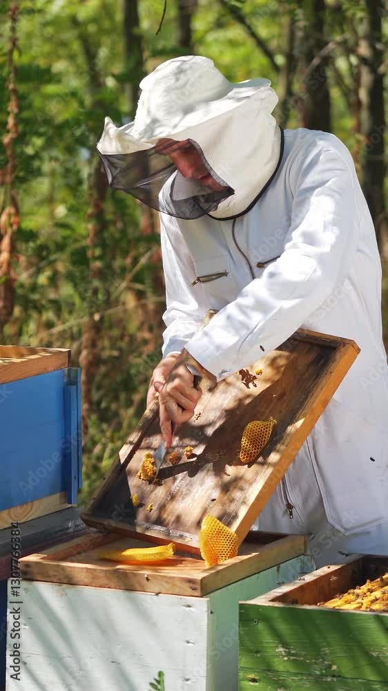 Beekeepers working to collect honey. Beekeeper holding frame of honeycomb with bees. Vertical video Beekeepers working to collect honey. Beekeeper holding frame of honeycomb with bees. Vertical video