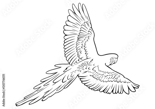 scarlet macaw flying