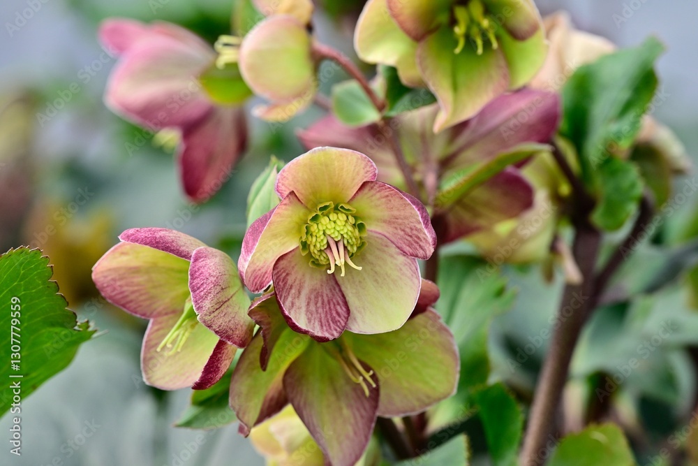 Obraz premium Helleborus 'Dark Picotee'