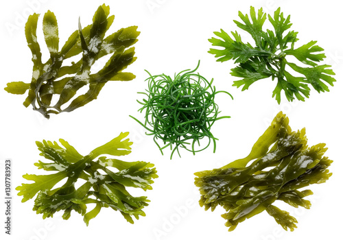 Isolated laminaria, spirulina, fucus, litotamnia seaweed, transparent background