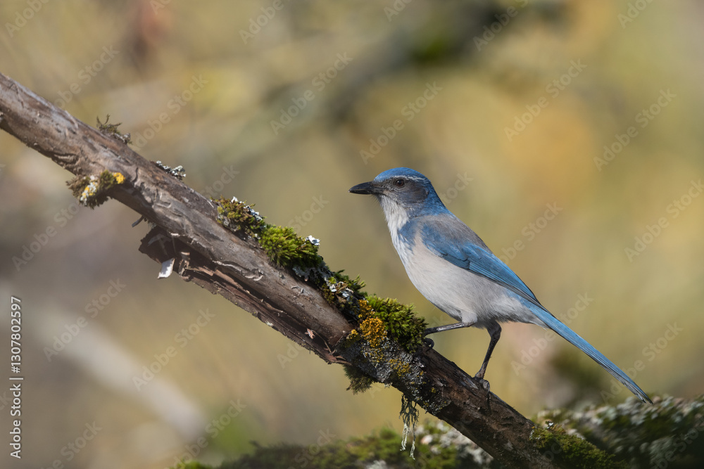 Obraz premium California Scrub Jay portrait