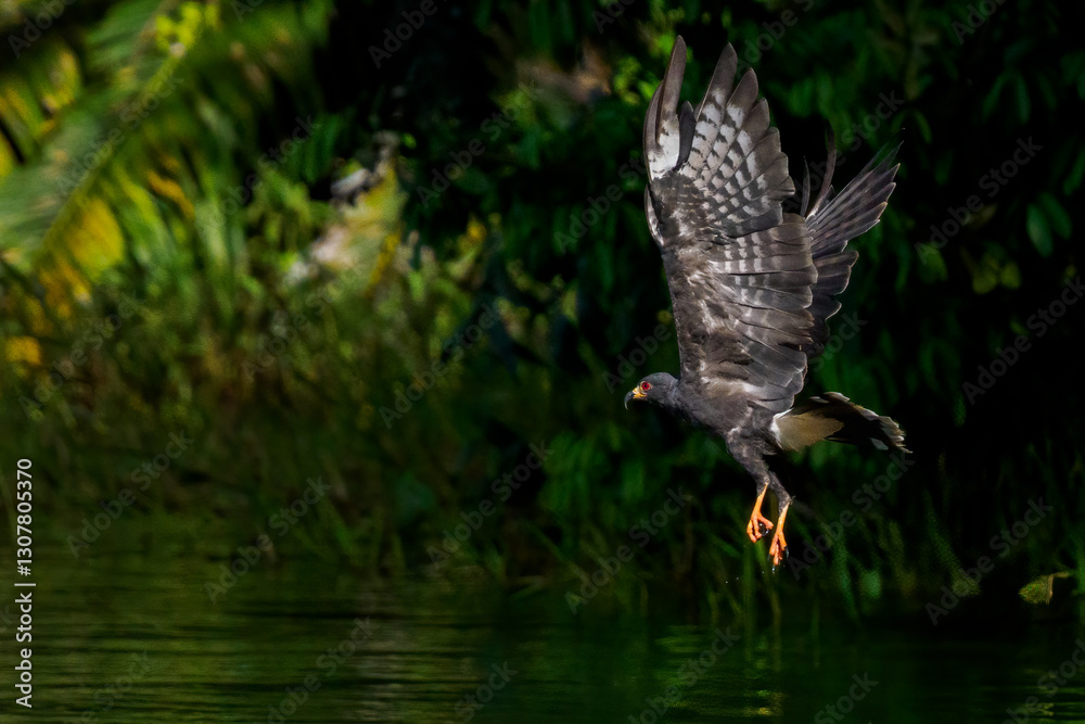 Fototapeta premium Panama Canal Wildlife