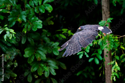 Panama Canal Wildlife photo