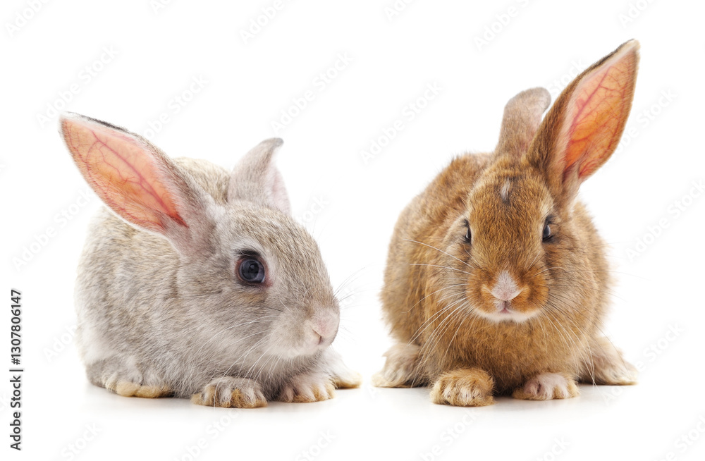 Obraz premium Two beautiful rabbits.