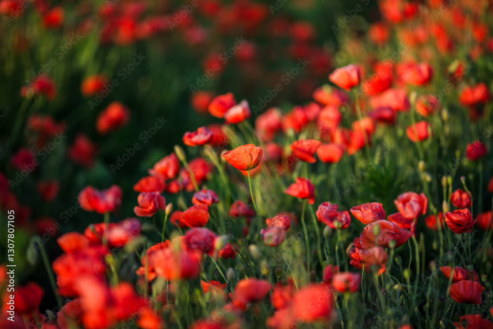Rows of bright red summer poppies in a field Rows of bright red summer poppies in a field