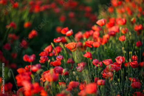 Rows of bright red summer poppies in a field