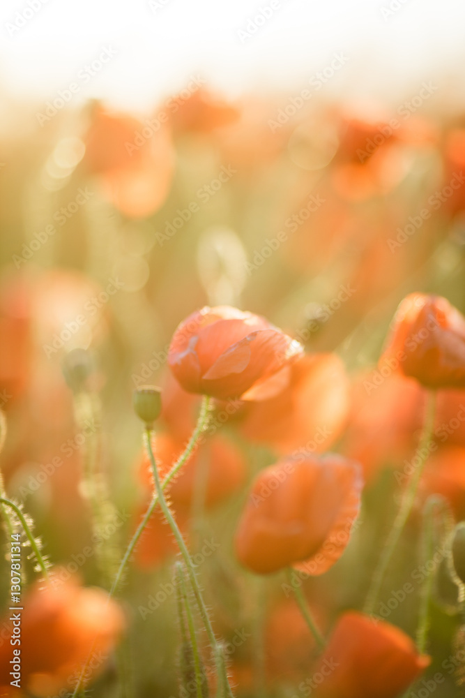 Obraz premium Real poppies in nature against the sky in sunset rays