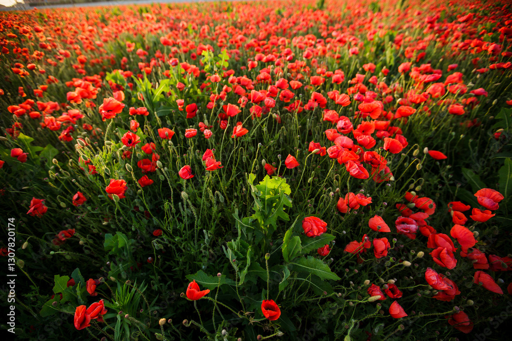 Obraz premium Endless red poppies swaying under golden evening light
