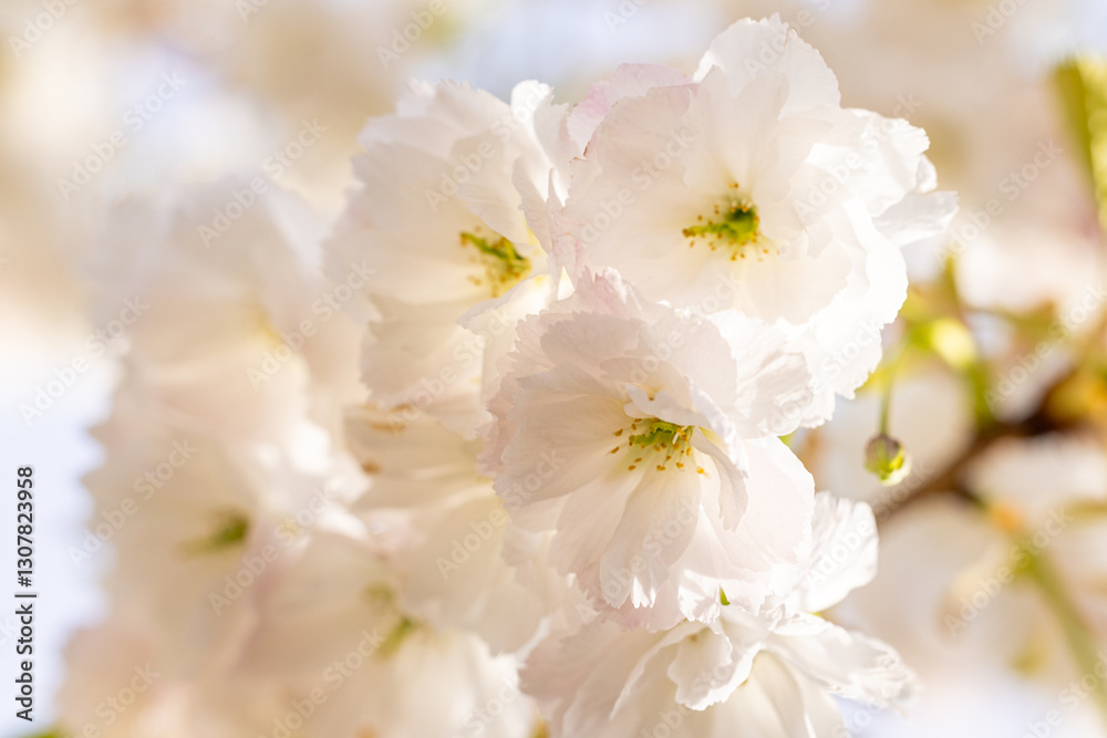 White cherry blossom flowers blooming in spring