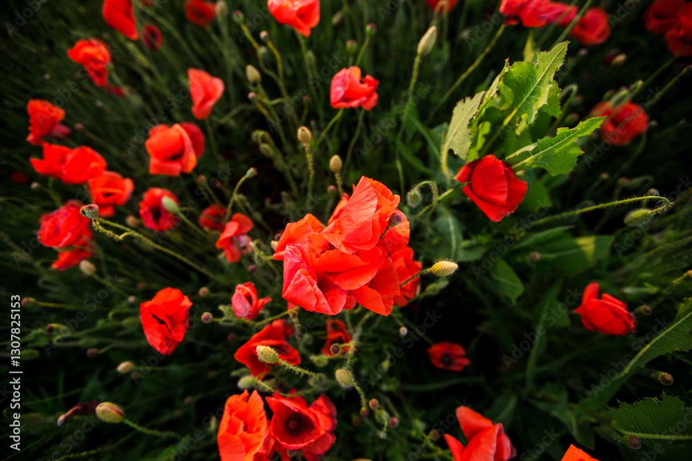 Bright red poppies with green stems growing in a field under a blue sky, wallpaper Bright red poppies with green stems growing in a field under a blue sky, wallpaper