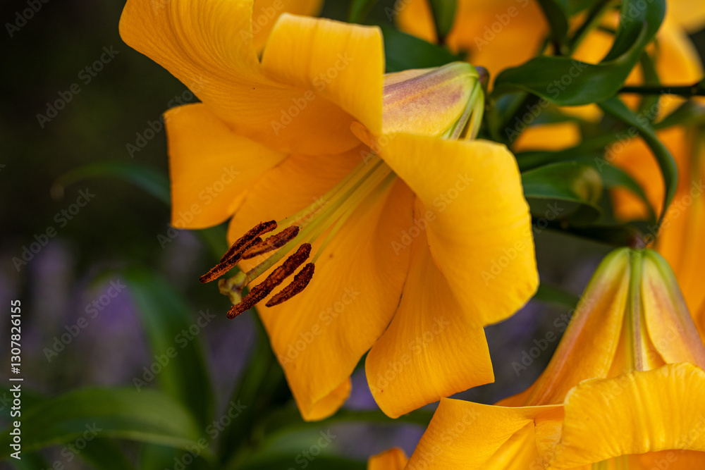 Yellow asiatic lily blooming in summer garden