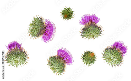 Milk thistle flower buds isolated on a white background, view from above. Herbal medicine. photo