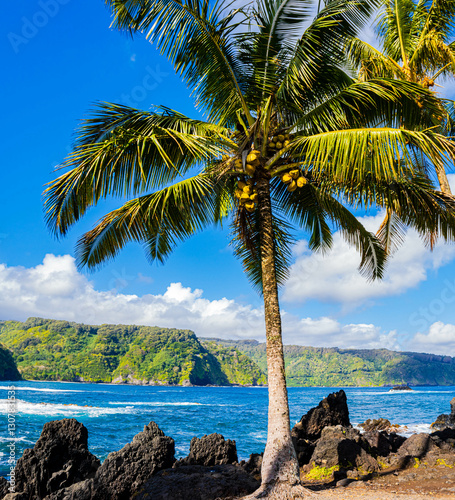 Palm Trees on The Volcanic Shoreline of Nua' Ailua Bay, Keanae, Maui, Hawaii, USA photo