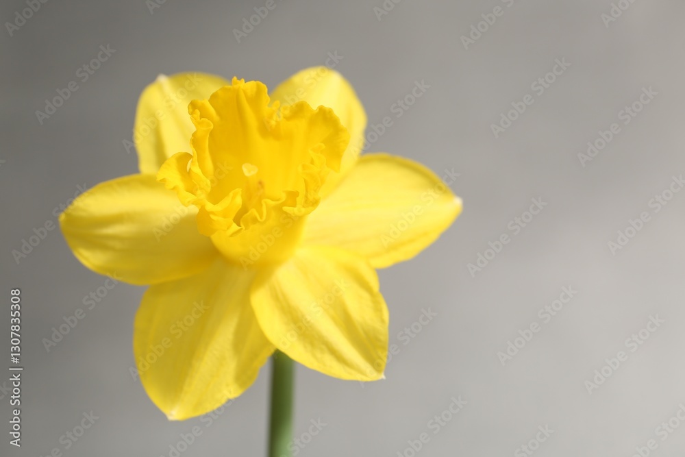 Fototapeta premium Yellow narcissus flower on grey background, closeup. Space for text