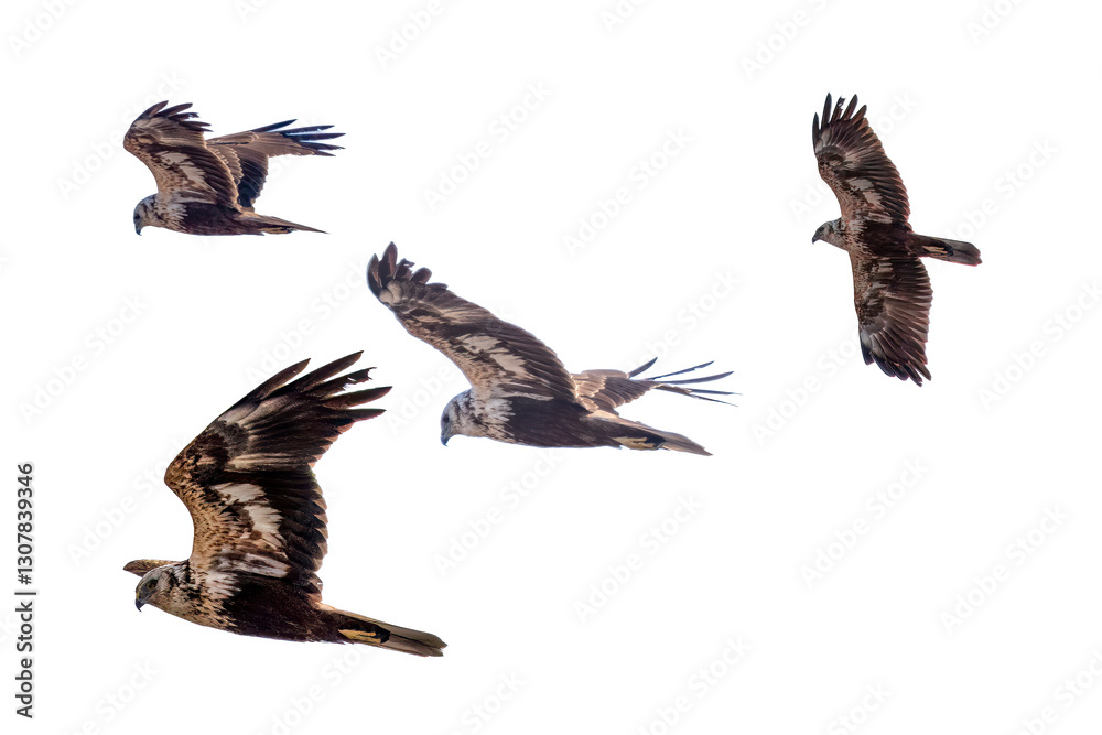 Obraz premium 飛翔するチュウヒの切り抜き画像