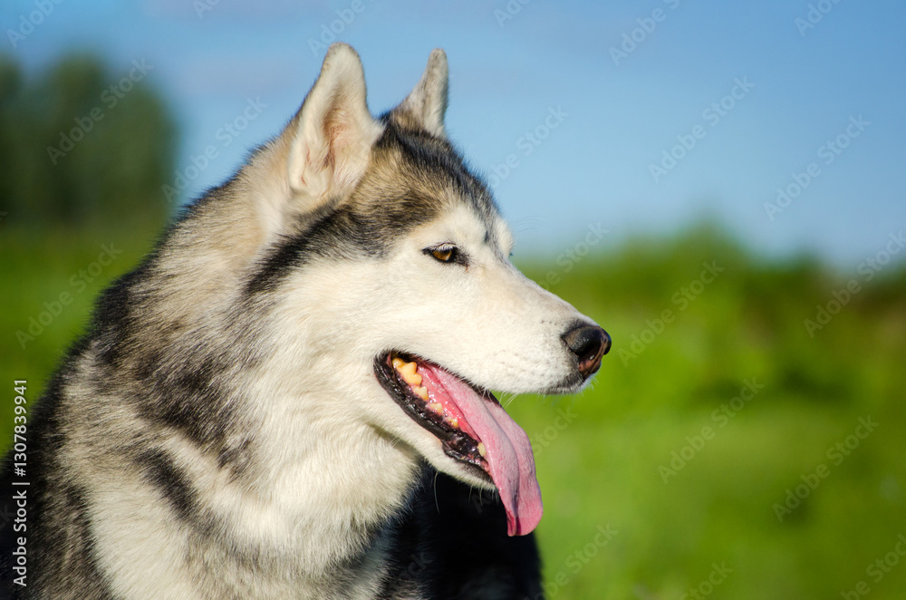 Close-up of husky with tongue out, basking in sunlight. Lush green field and blue sky create vibrant backdrop, highlighting dogs joyful expression. Profile view captures serenity Close-up of husky with tongue out, basking in sunlight. Lush green field and blue sky create vibrant backdrop, highlighting dogs joyful expression. Profile view captures serenity